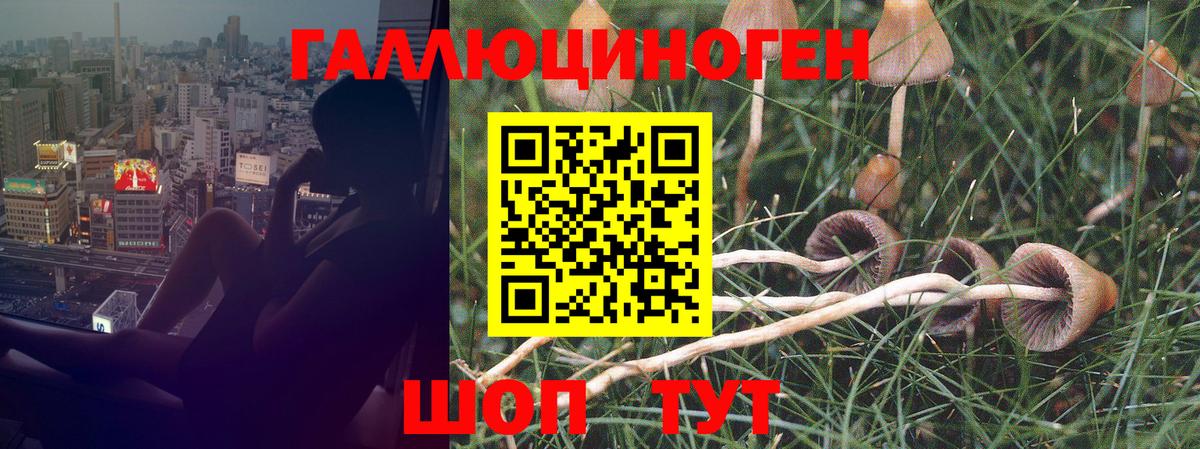 Городец  Псилоцибиновые грибы Psilocybine cubensis  как найти закладки  Вход с VPN 